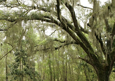 Spanish Moss - New Orleans - Risk Tree Service