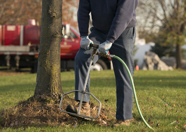 Deep root - fertilization in Trees