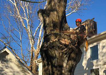 Tree Removal Services -  New Orleans