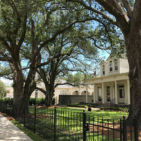Tree inside the Front yard -  New Orleans